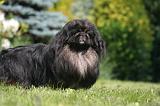 PEKINOIS 260